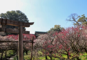 梅園が美しい道明寺天満宮